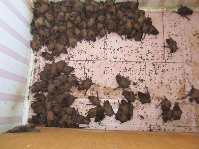 Во Львове на балконе многоэтажного дома поселилось рекордное количество летучих мышей