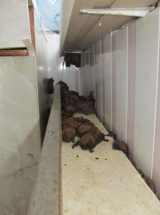 Во Львове на балконе многоэтажного дома поселилось рекордное количество летучих мышей