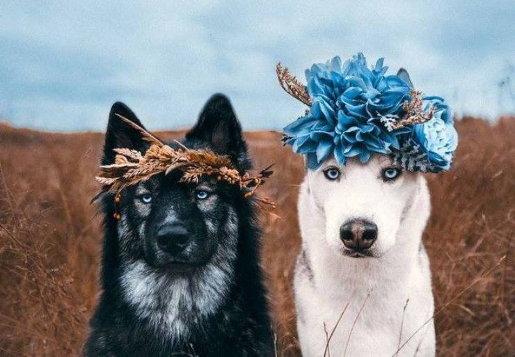 Прикольные картинки