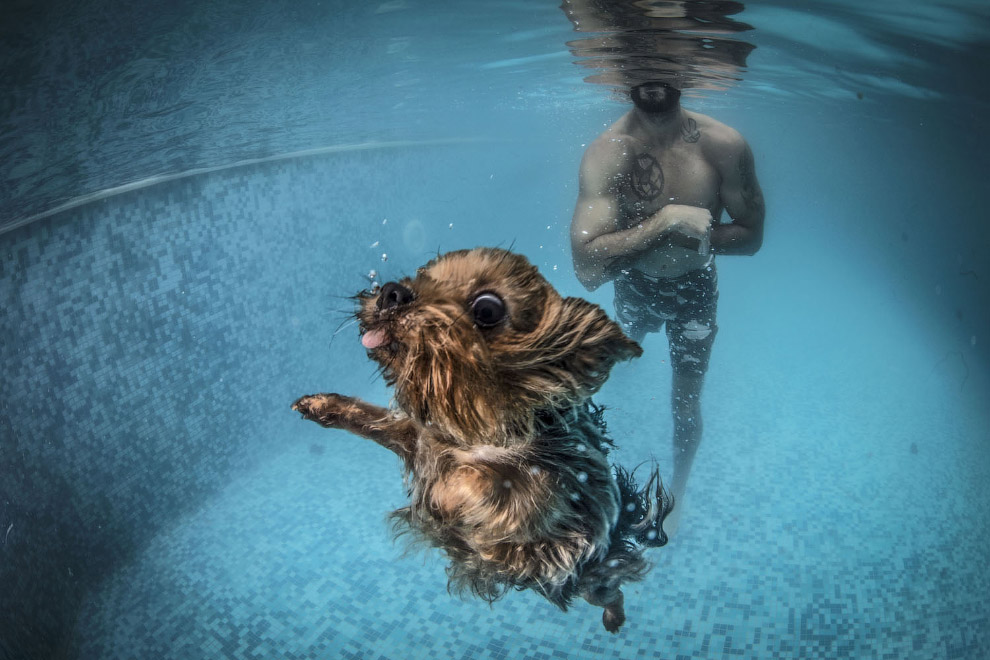 Животные в фотографиях Животные в фотографиях