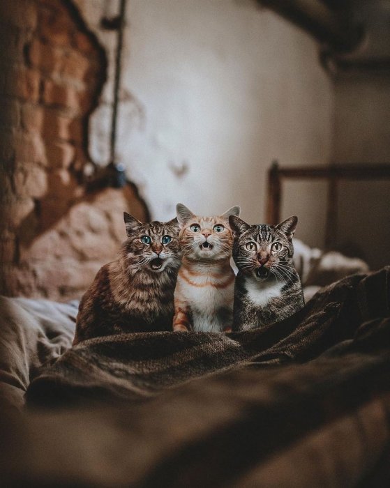 Забавные картинки