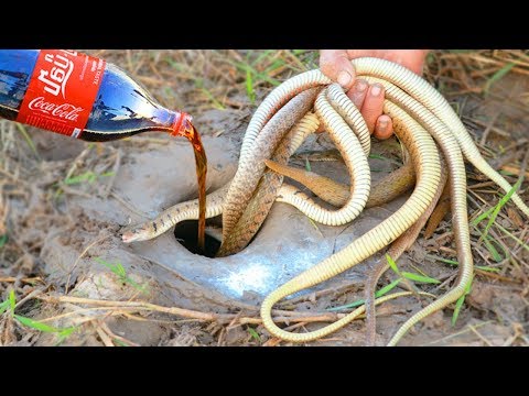 Кока-Кола и Ментос для охоты и рыбалки