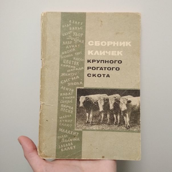 Как назвать свою телку