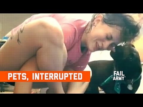 Pets, Interrupted (January 2020)
