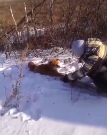 Освободили рыжую