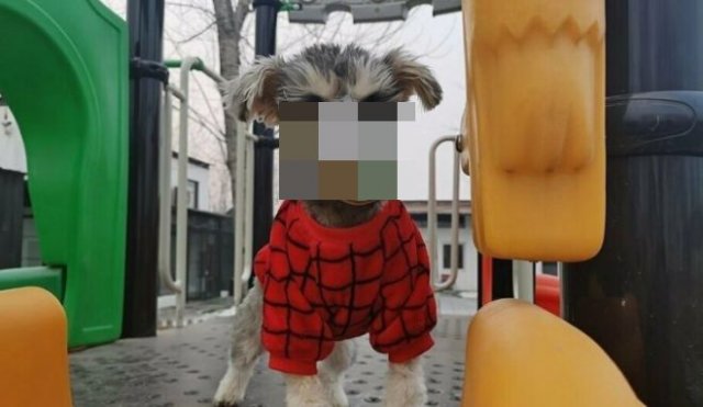 В Китае люди защищают своих питомцев от коронавируса