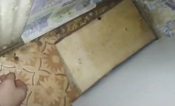 Нашествие котов: Начало