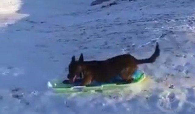 Пожалуй, самый самодостаточный пес