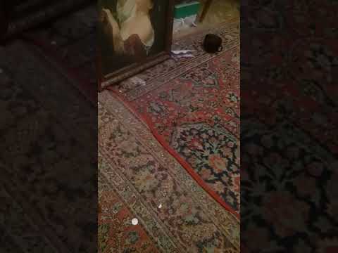 Выступления сумасшедшей