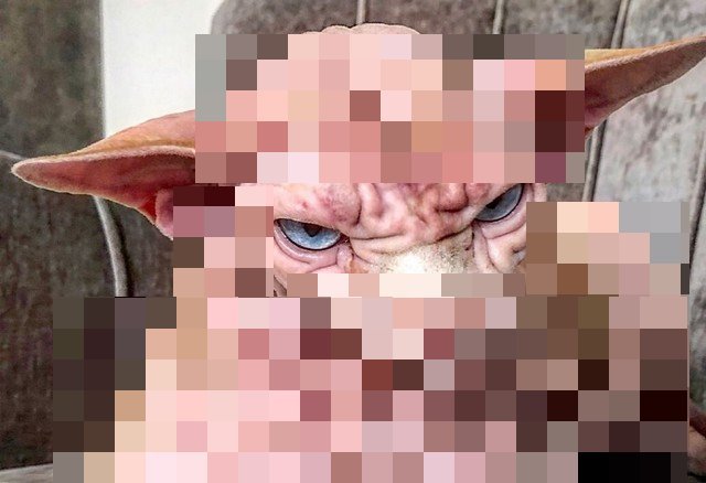 Кошку Ксердан часто сравнивают с гусеницей, инопланетянином и мозгами. Но почему?