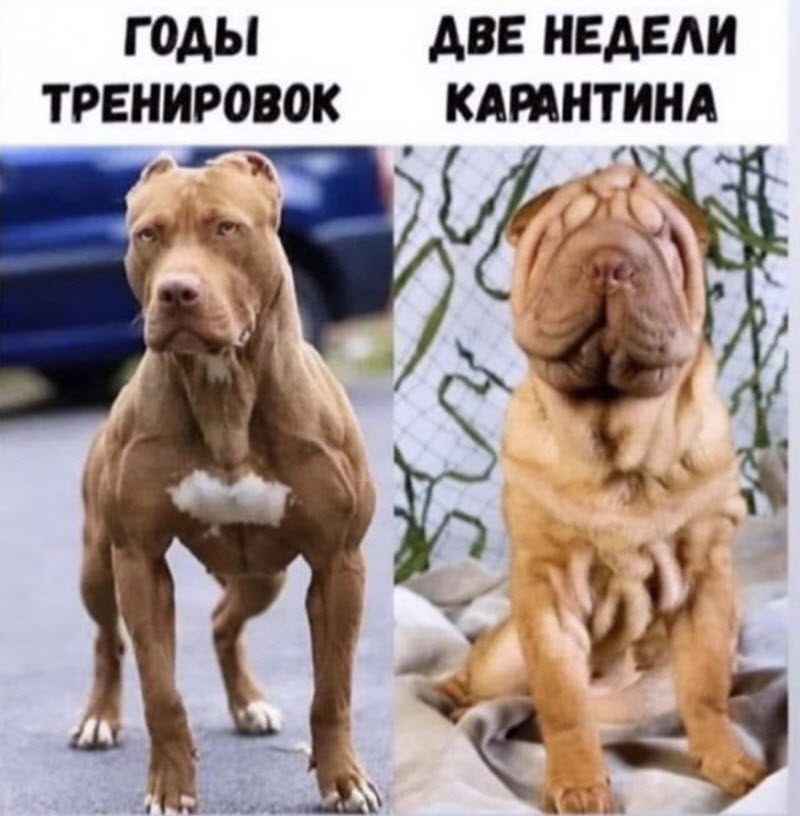 Пандемия, удаленка и мемы: о чем шутят в социальных сетях