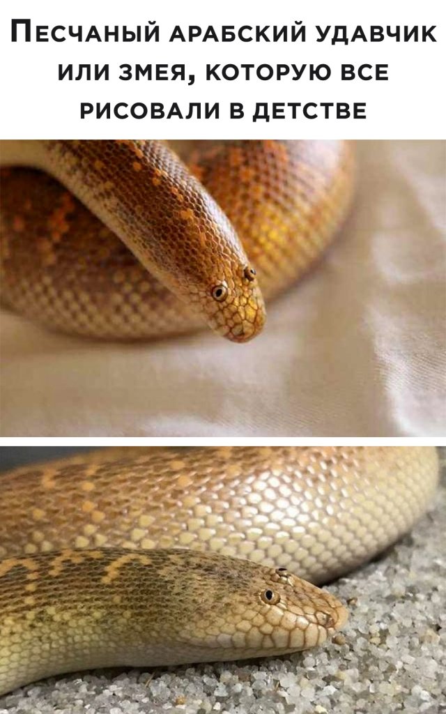 Животные пустыни песчаный удавчик. Песчаный удавчик очень кратко. Как изменится численность песчаных удавчиков. Степной удавчик. Как изменится численность песчаных удавчиков.