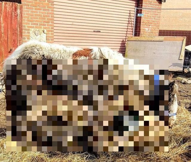 Волонтеры спасли лошадь, у которой почти не было шансов, но она выжила и поразила своей красотой