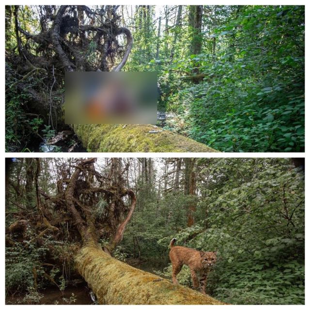 Фотограф поставил фотоловушку, чтобы запечатлеть рысь, но камеру нашла другая "модель"
