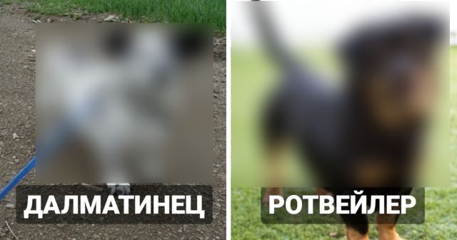 Корги бывают разные: как будут выглядеть собаки разных пород, если смешать их с корги
