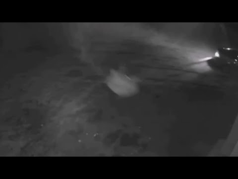 Долбодятел на ватрушке