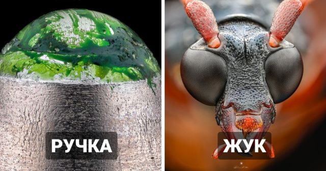 Мир через микроскоп: интересные макрофотографии