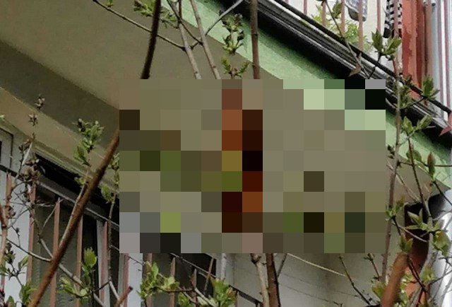 В Кракове жительница вызвала полицию, когда увидела на дереве необычное существо