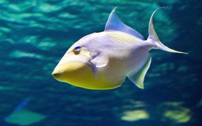 Пьют ли рыбы воду