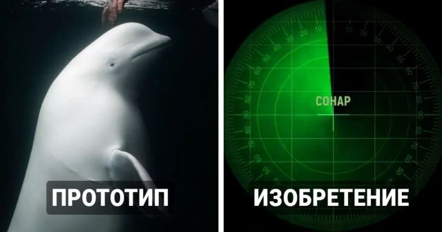 Изобретения, на создание которых ученых вдохновили животные
