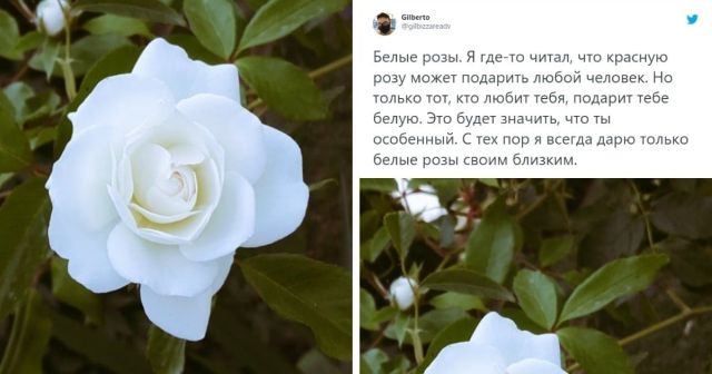 "Какие цветы нравятся парням": неожиданный опрос в Твиттере