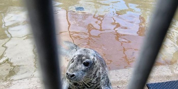 Повадившегося ходить в паб тюленя отправили в реабилитационный центр