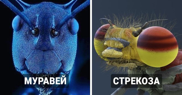 Мир через микроскоп: интересные макрофотографии