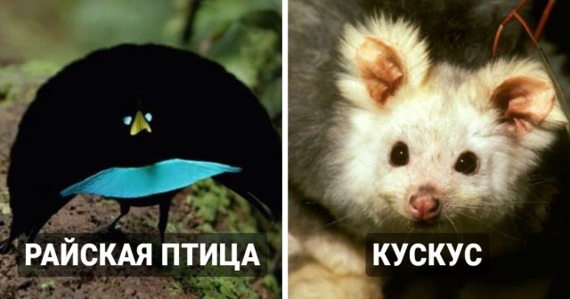Удивительные животные, о существовании которых узнали совсем недавно