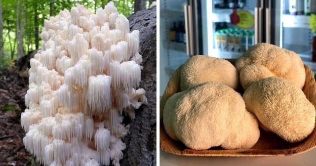 "Вкусно, но не аппетитно": необычные деликатесы