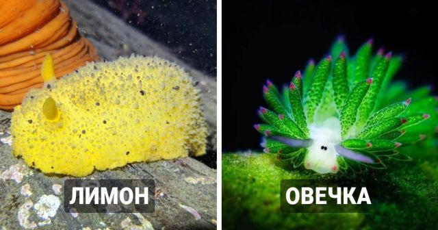 Инопланетные существа, проживающие на дне океана