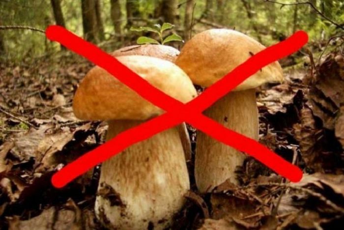Почему народы Севера не употребляют в пищу грибы