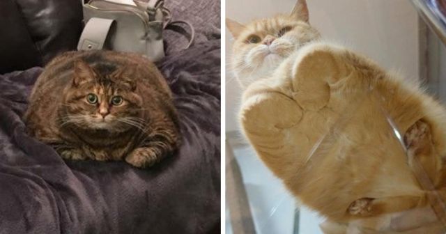 Фотографии, доказывающие, что коты - это хлебушек