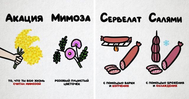 "Не перепутай!": забавные подсказки о вещах и понятиях, которые люди часто путают