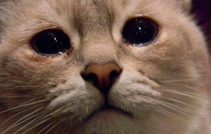 Откуда произошло выражение «Кот наплакал»