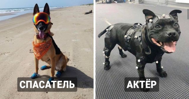 "Просыпайся, Бобик, на работу пора!": современные профессии у собак
