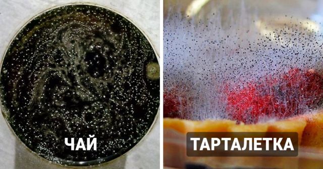 Эстетика плесени: крутые снимки забытых продуктов
