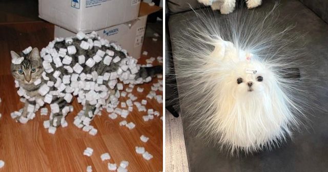 Домашние животные и волшебная сила статического электричества