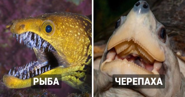 Животные, которым природа подарила "очаровательные" улыбки