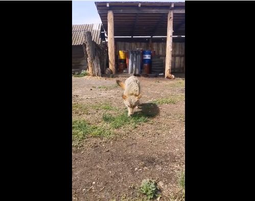 Когда не дали укусить за бочок