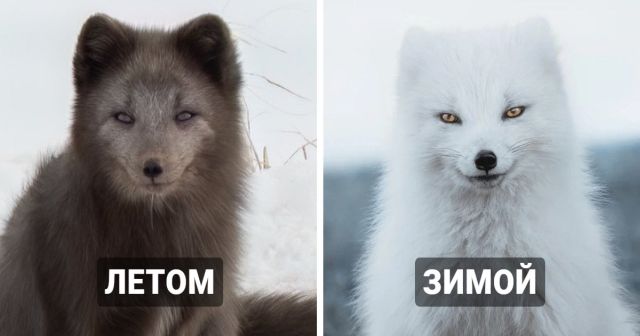 Мастера маскировки: животные, которые умеют менять свой окрас