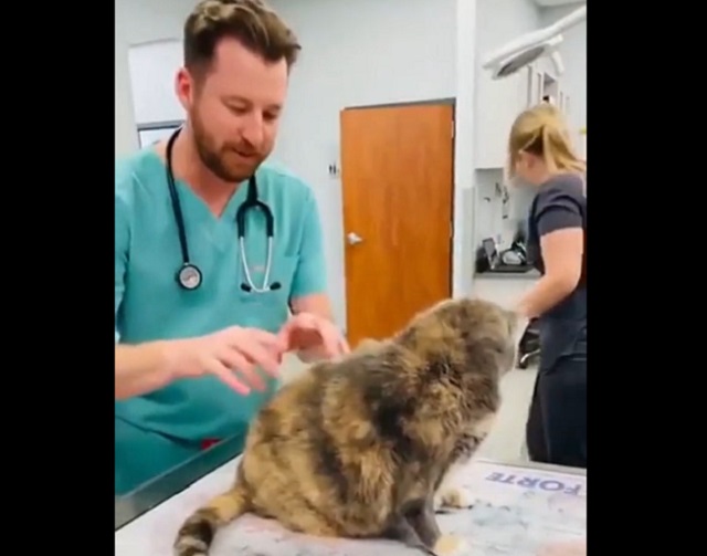 Котопианино
