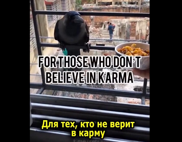 Взаимовыгодная дружба с вороной