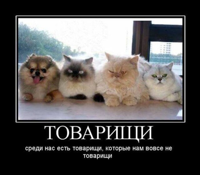 Картинки с надписями