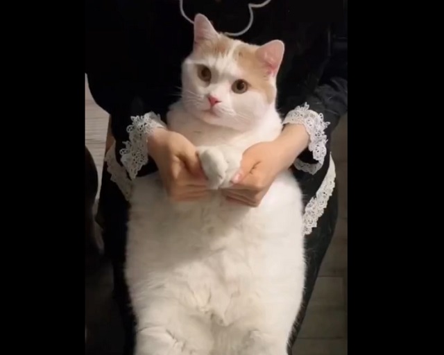 "Упитанный, но пластичный": забавный танец котика