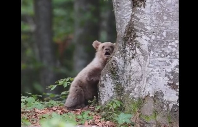 Фоторужье, с которым хочется бегать по лесу