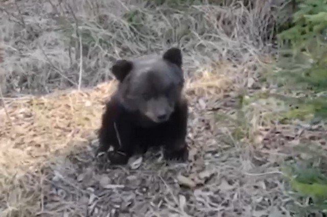 Собака спасла истощенного медвежонка
