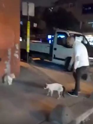 В Турции кота унесли от драки