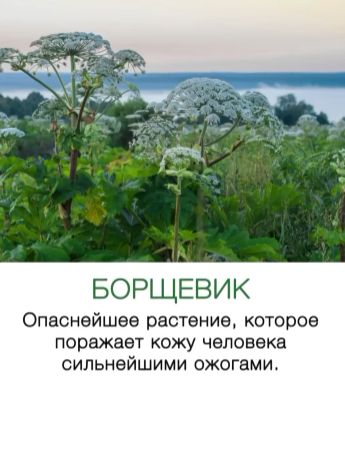 Ядовитые ягоды⁠⁠
