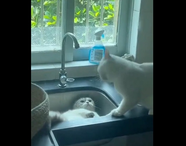 Неожиданный поворот в процессе конфликта двух котов