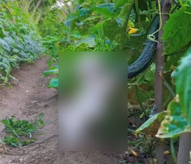 Выявлен новый вид огородных вредителей
